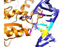 Publication investigating the catalyic properties of the DNMT3C DNA methyltransferase