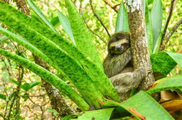 Conservation job opportunity at ZSL: 2