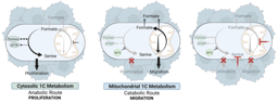 Mitochondrial One-Carbon Metabolism as a Driver of Migration