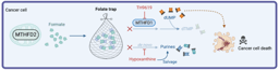 Caught in a Folate Trap: Killing Cancer Cells by Inhibiting MTHFD1