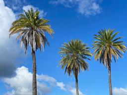 Leadership-in-Action Project Outline