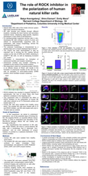 Batya Koenigsberg Laidlaw Poster (Summer 2022)