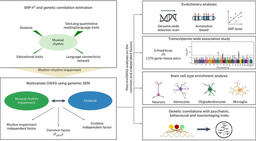 Our musical rhythm and language skills share genomic underpinnings