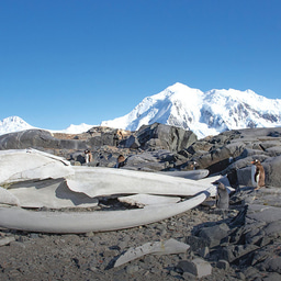 The Fall of the great Ocean Farmers - a podcast