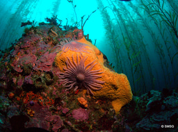 Call for content for The Marine Biologist magazine