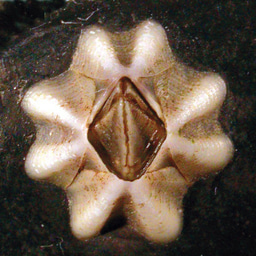 The Darwin Tree of Life project: Podcasts from the Marine Biological Association