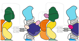 Unlocking secrets of polyketide synthase assembly lines