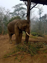 Gut microbiota diversity among humans, elephants, livestock and wild herbivores in Chitwan National Park bears implications for conservation medicine