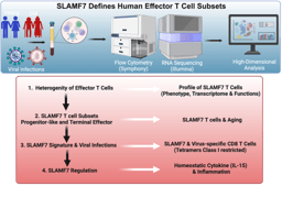 CRACCing the code of Effector T cells