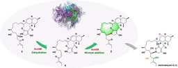 AvmM Catalyses Macrocyclization through Dehydration/Michael-type Addition in Alchivemycin A Biosynthesis