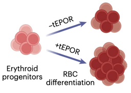 Experiments of nature: Using CRISPR to harness the power of natural variants