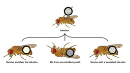 How dissecting pathogen virulence can help predict the outcome of infection 