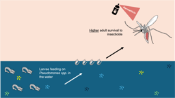 Swimming in bacteria: How exposure to Pseudomonas shields mosquitoes from insecticide
