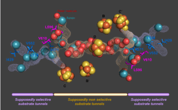 Finding a chokepoint of oxygen transfer in Ni–Fe CO dehydrogenase