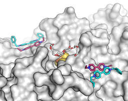 Surface Alanine Braille Guides the Discovery of Electron Mediator Binding Sites in CO Dehydrogenase