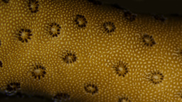 Light-driven design: the role of coral small-scale morphology in light harvesting 