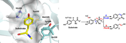 Elucidation of divergent desaturation pathways in the formation of vinyl isonitrile and isocyanoacrylate