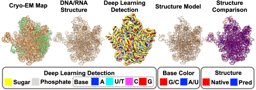 CryoREAD: a fully automated DNA–RNA structure modeling tool for cryo-EM maps