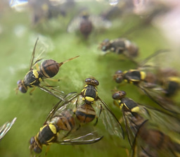 Gut bacteria induce oviposition preference through ovipositor recognition in fruit fly