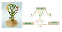 GWAS, MWAS and mGWAS provide insights into precision agriculture based on genotype-dependent microbial effects in foxtail millet
