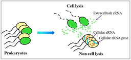 Extracellular rRNA provides a window on taxon-specific microbial cell lysis