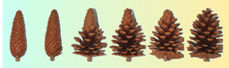 Unperceivable motion mimicking hygroscopic geometric reshaping of pine cones