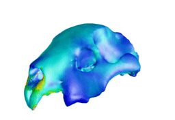 Bite hard or bite fast: new study on how trade-offs impact carnivores’ cranial morphology and diversity