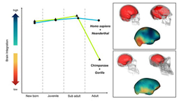 Extended youth identified in the human brain, but we are not alone