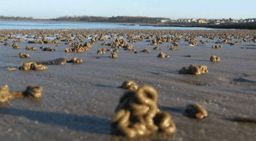 An antibiotic from a sandworm