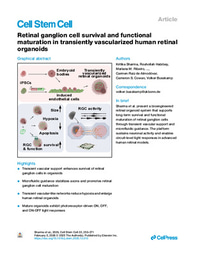 Retinal ganglion cell survival and functional maturation in transiently vascularized human retinal organoids