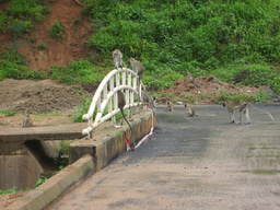 World Wildlife Day 2023 (Mar 3rd)