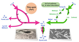 An Acetyl CoA pathway before enzymes?
