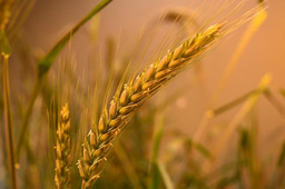 The Opportunities Enabled by Transposons in Wheat
