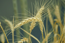 The successful transaction between wheat and transposons