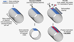 CRISPR-based gene-drives: from eukaryotes to prokaryotes