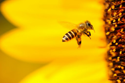 What is needed for a successful beekeeping business 🐝