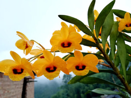 Humboldt and orchid research