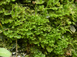 The hornwort genome shed lights on early land plant evolution