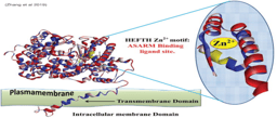Wnt Pathway Inhibitors are Upregulated in XLH Dental Pulp Stem Cells in Response to Odontogenic Differentiation