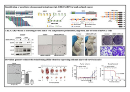 UBE3C-LRP5 is a novel oncogenic driver and potential therapeutic target in head and neck cancer