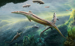 Ancestor of plesiosaur was an anguilliform swimmer