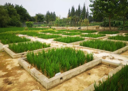 Nano-enabled fertilization aids in building climate-smart agriculture