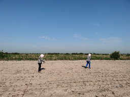 Eco-evolutionary strategies for relieving carbon limitation under salt stress differ across microbial clades