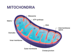 Mitochondria and Cellular Signaling: Exploring the Communication Pathways within the Cell
