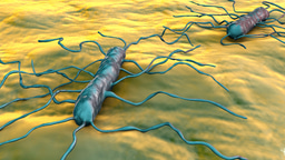 Flagella: The Unseen Weapon of Pathogens