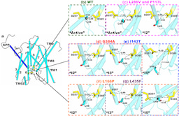 Effects of presenilin-1 familial Alzheimer’s disease mutations on γ-secretase activation for cleavage of amyloid precursor protein