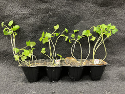 New electrothermal process rapidly removes multiple pollutants in contaminated soils