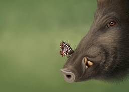 Beauty and the Beast: wild boar as a butterfly ally