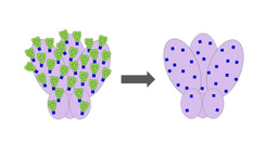 Cutting sugars may be the key to an effective HIV vaccine