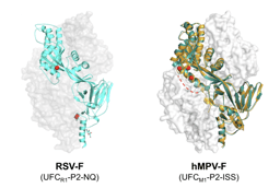 A tale of two fusion proteins: RSV-F and hMPV-F